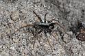 Pardosa_lugubris_D7409_Z_90_NP De Hoge Veluwe_Nederland
